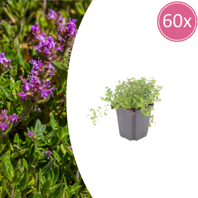 Thymus serpyllum - Kruiptijm - ↕10-25cm - Ø9cm - 60x