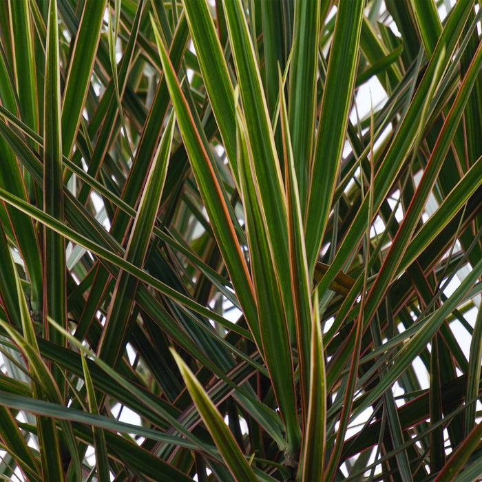 Dracaena Marginata - Drakenbloedboom - ↕70-80cm - Ø17cm - 2x