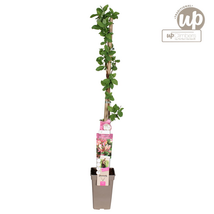Lonicera periclymenum 'Belgica' - Madreselva - ↕65cm - Ø15cm
