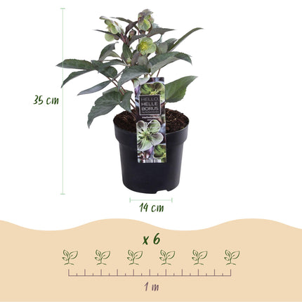 Lenzrose (Helleborus sternii 'Silver Dollar') – Grüne Blüte – 1 Pflanze – Immergrün – Topf: 14 cm, Höhe: 35 cm