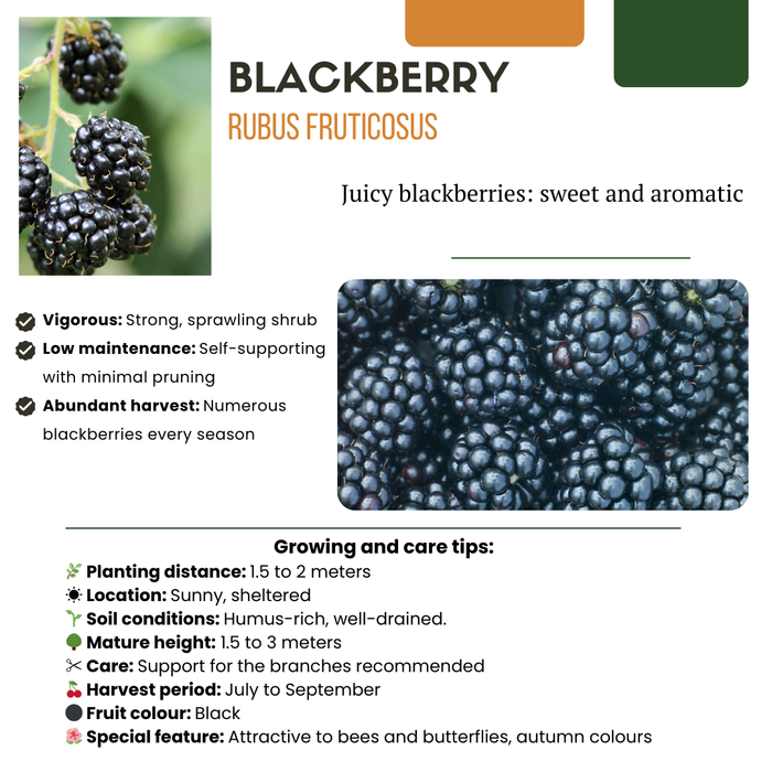Bramenplanten Biologisch - Rubus Fruticosus - ↕20cm - Ø13cm - 3x