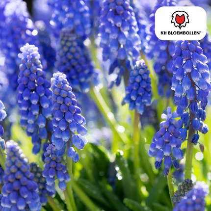 Muscari Bleu Moon 20 piezas