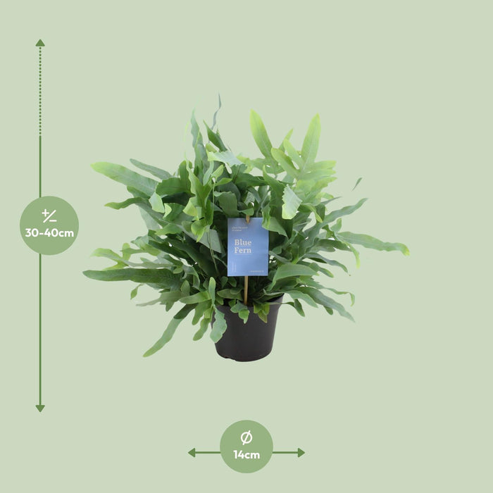 Phlebodium Blue Fern - Blauwvaren - ↕40cm - Ø14cm