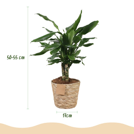 Dracaena fragrans Steudneri - Arbre Sang-Dragon - avec panier - Pot 17 cm - Hauteur 50-55 cm