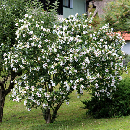 Hibiscus syriacus Red Heart - Tuin Hibiscus - Wit - Rood - ↕45cm - Ø17cm - 3x