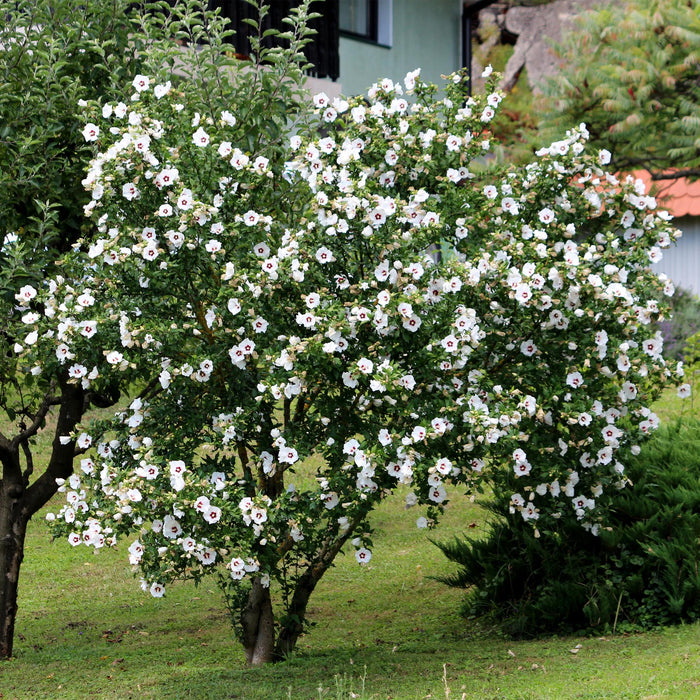 Hibiscus syriacus Red Heart - Tuin Hibiscus - Wit - Rood - ↕45cm - Ø17cm - 3x