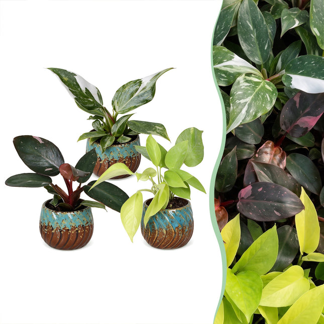 Baby Philodendron Tricolour 3x - Wit - Roze - Geel - Groen - Tropisch - incl. Copper Reef - Ø6cm - ↕10-15cm