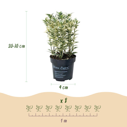 Euonymus japonicus White Spire - Kardinaalsmuts - 8x Haagplanten - Groenblijvend - Wit - Groen - Pot 9cm - Hoogte 20-30cm