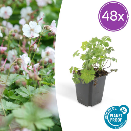 Geranium cantabrigiense 'Biokovo' - Cranesbill - ↕10-25cm - Ø9cm - 48x