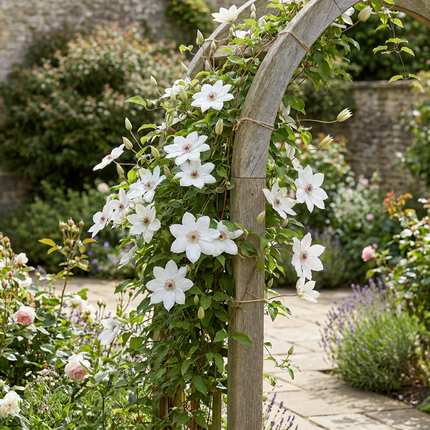 Clematis Miss Bateman -  Bosrank 6x - Wit - Klimplant - Ø9cm - ↕35cm