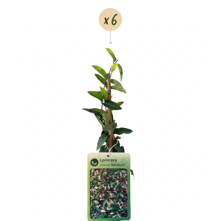 Lonicera jap. 'Red World' - Japanse kamperfoelie 6x - Rood - Roze - Klimplant - Ø9cm - ↕35cm