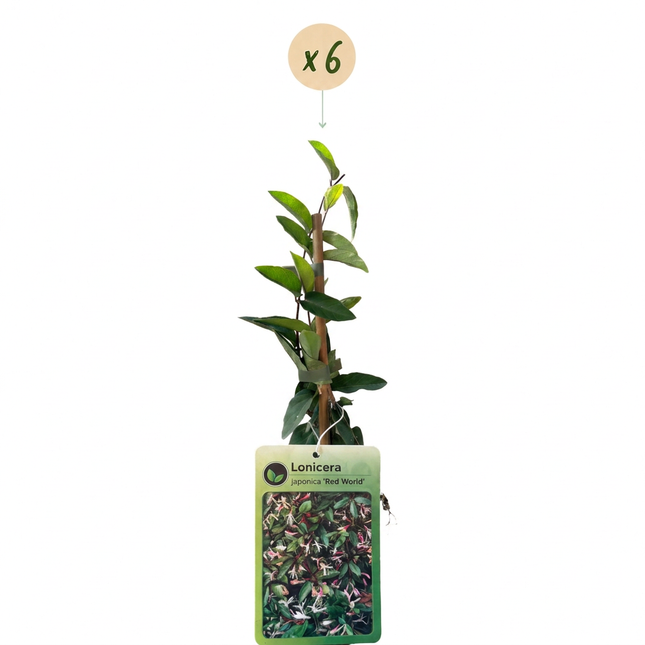 Lonicera jap. 'Red World' - Japanse kamperfoelie 6x - Rood - Roze - Klimplant - Ø9cm - ↕35cm