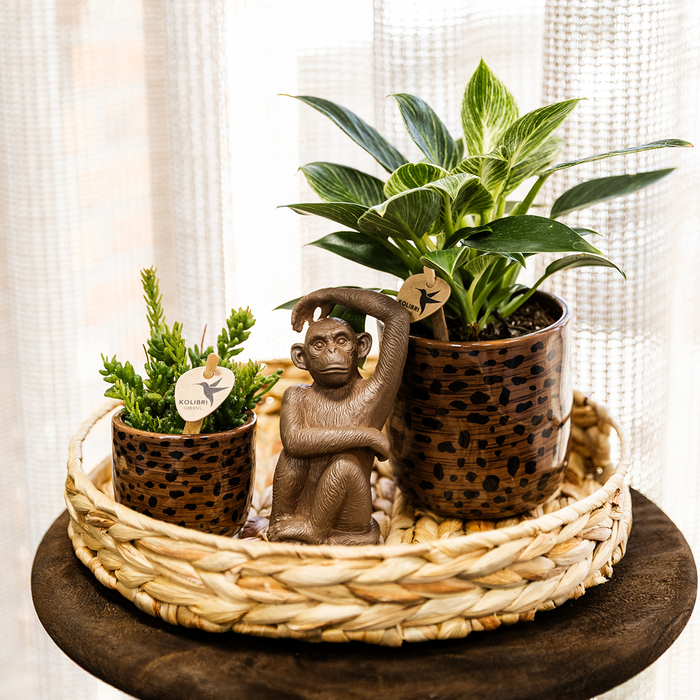 Kolibri Home | Leopard sierpot - Ø6cm