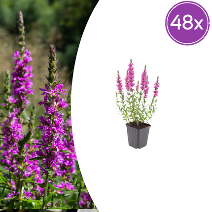 Large loosestrife - Lythrum salicaria - ↕10-25cm - Ø9cm - 48x