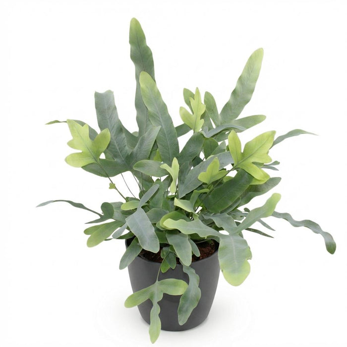 Phlebodium aureum Blue Star - Blauwe Varen - met grijze plantenpot - ↕25cm - Ø12cm