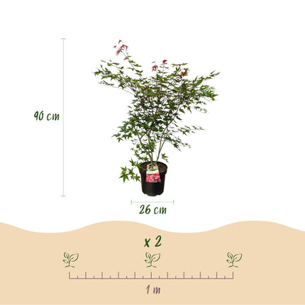 Acer palmatum Beni Maiko - Japanse Esdoorn - Rood - ↕90cm - Ø26cm