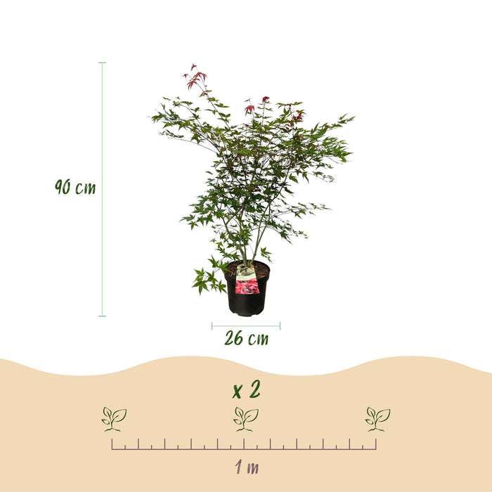 Acer palmatum Beni Maiko - Japanse Esdoorn - Rood - ↕90cm - Ø26cm