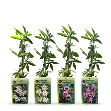 Passiflora Regenboog - Passiflora Rainbow 12x - Wit - Paars - Roze - Paars - Klimplant - Ø9cm - ↕35cm