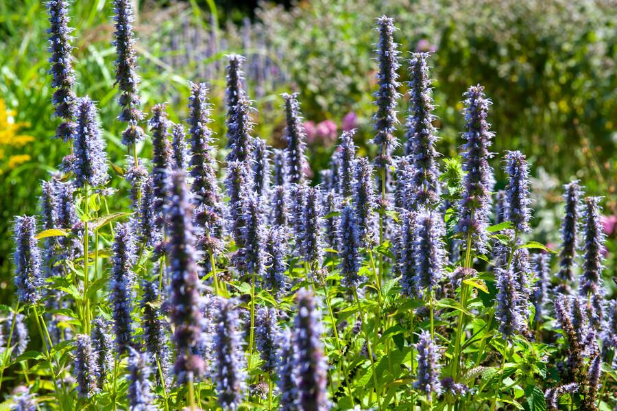 Agastache 'Black Adder' - Dropplant - ↕10-25cm - Ø9cm - 60x