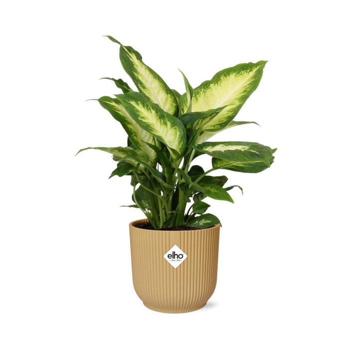 Dieffenbachia ‘Camilla’ in elho Vibes Fold Ø14cm geel