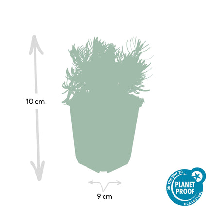 Lavandula 'Hidcote' - ↕10-25cm - Ø9cm - 48x