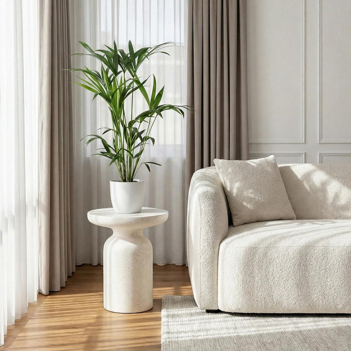 Howea Forsteriana - Kentia Palm - met witte plantenpot - ↕80-85cm - Ø19cm