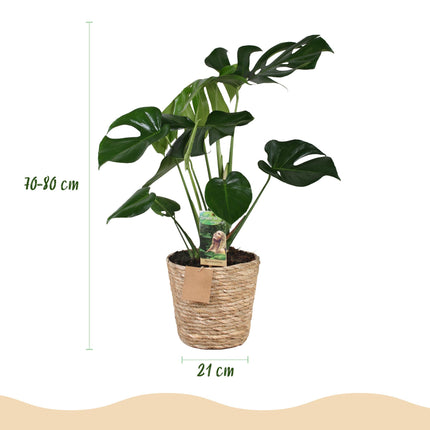 Monstera Deliciosa - Gatenplant - met mand - ↕70-80cm - Ø21cm