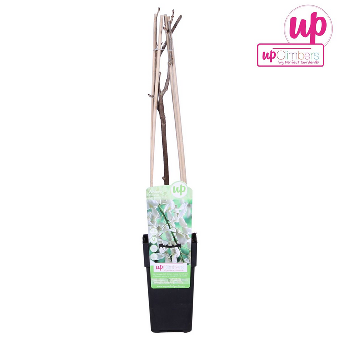 Wisteria floribunda Alba - Witte regen - ↕65cm - Ø15cm