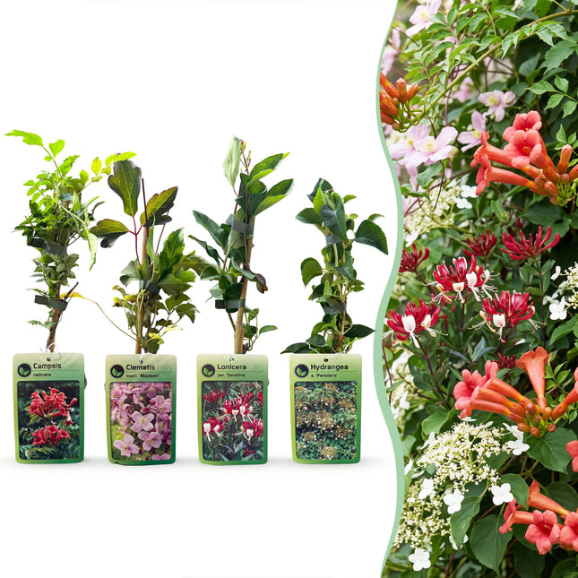 Rainbow Colorful Climbing Plants - Rainbow climber 8x - Light Pink - White - Purple - Climbing plant - Ø9cm - ↕35cm