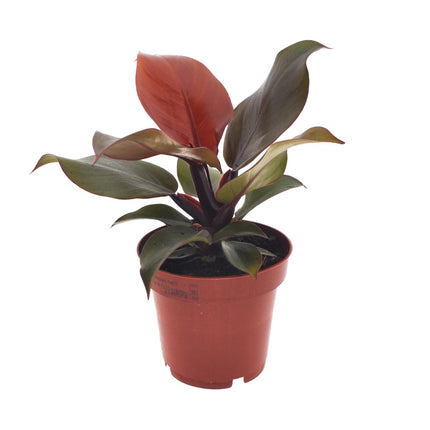 Philodendron Imperial Red - ↕25cm - Ø12cm