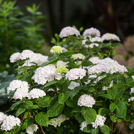 Hydrangea Endles Summer The Bride - Hydrangea - White - ↕20-25cm - Ø14cm - 8x