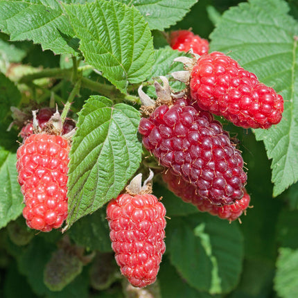 Rubus log. Tayberry - Blackberry - Hardy - Purple Raspberry - 2 Plants - 15cm Pot - Height 50cm