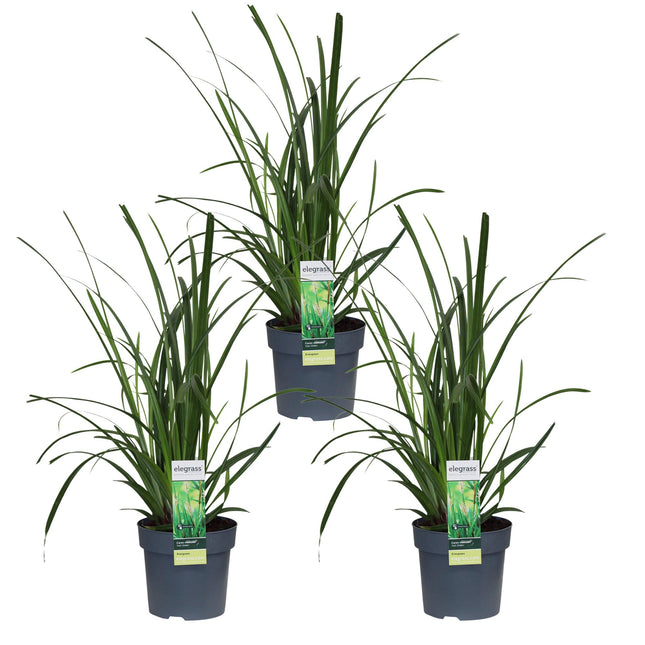 Carex morrowii 'Irish Green' - Zegge - ↕30cm - Ø14cm - 3x