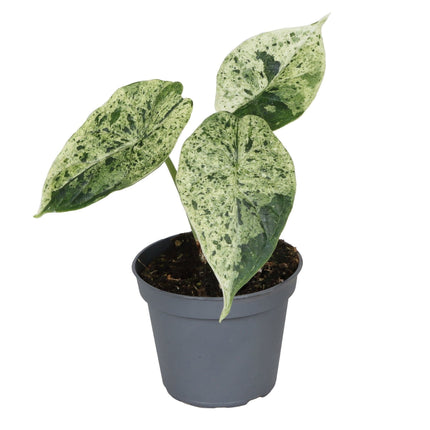 Alocasia Dragon Scale Mint Variegata -  Groen - Variegata - Tropisch - Ø6cm - ↕12cm