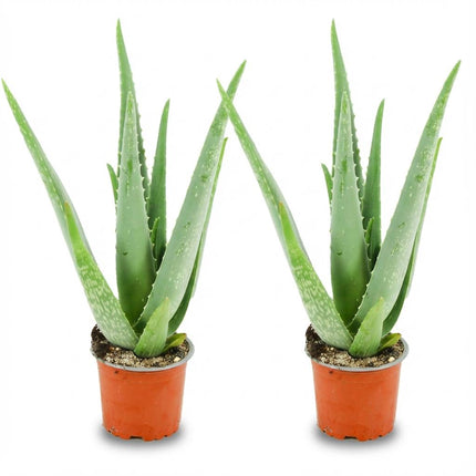 Aloe Vera - ↕35-40cm - Ø10,5cm - 2x