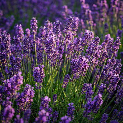 Lavandula angustifolia Munstead - Lavanda - ↕20-25cm - Ø12cm - 3x