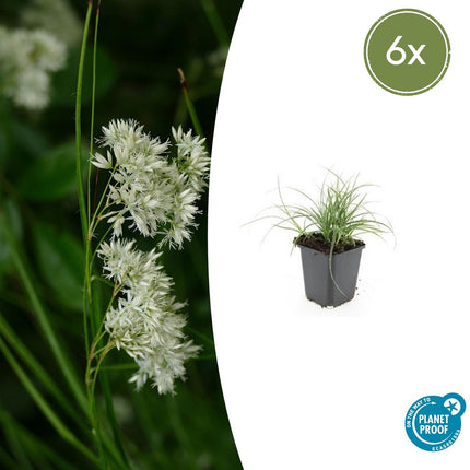 Luzula Nivea - Snehvid Siv - ↕10-25cm - Ø9cm - 6x