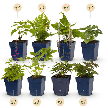 Beet-Set – Schatten – 24 Stauden – 3 m² – Verschiedene Farben – Pflegeleicht – Ø 11 cm