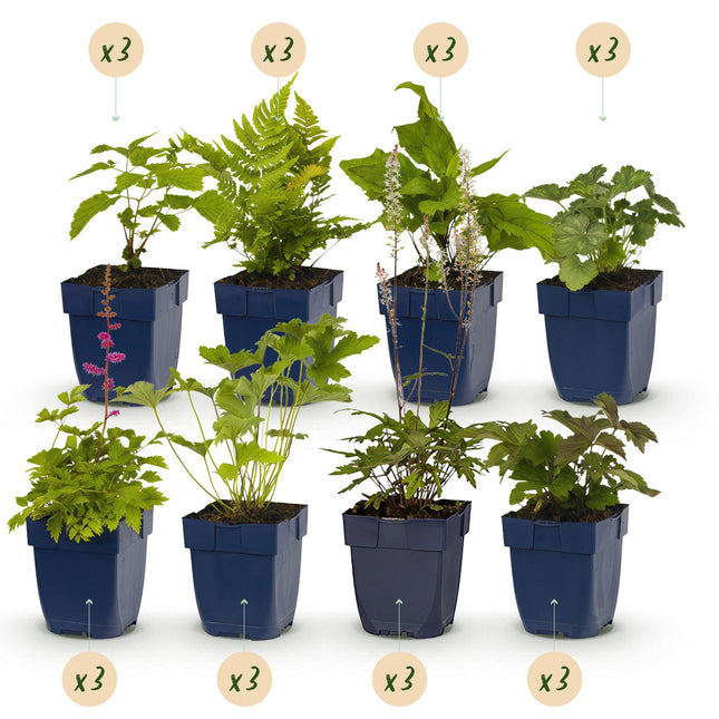 Border Package - Shade - 24 Perennials - 3 m² - Various colors - Low Maintenance - Ø11cm