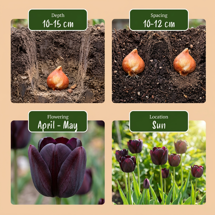 280x Tulipa Black - Bloembollen - Zwarte tulp - Zwart - Voorjaarsbloeier - Bolmaat 10/11