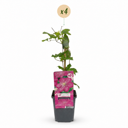 Clematis Ville de Lyon - Bosrank 4x - Rood - Klimplant - Ø9cm - ↕35cm