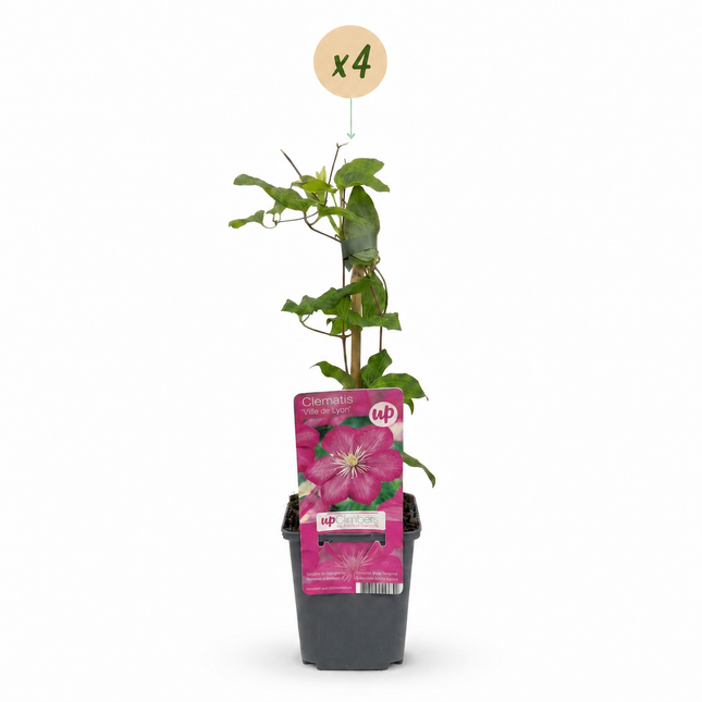 Clematis Ville de Lyon - Bosrank 4x - Rood - Klimplant - Ø9cm - ↕35cm