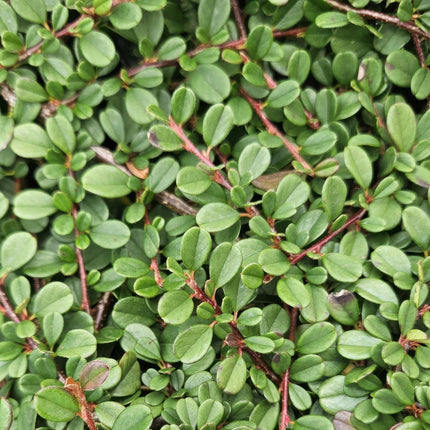 Cotoneaster Procumbens 'Streib's Findling' - Kruipende dwergmispel - ↕10-25cm - Ø9cm - 24x