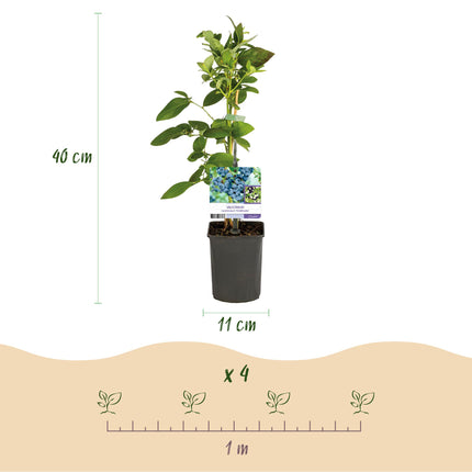 Arándano - Vaccinium corymbosum Goldtraube - Arándano - Sin espinas - 2 plantas - ↕40cm - Ø11cm