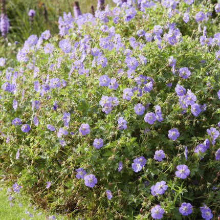 Geranio Rozanne - Cranesbill - ↕10-25cm - Ø9cm - 24x