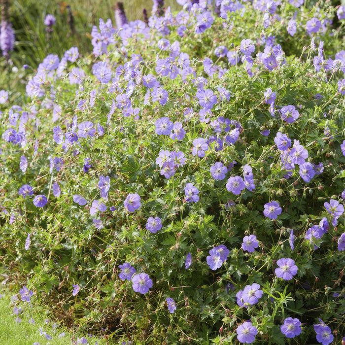 Geranium Rozanne - ↕10-25cm - Ø9cm - 24x