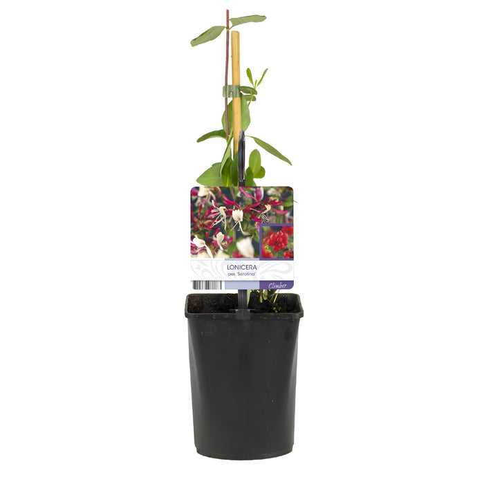 Kamperfoelie - Lonicera Serotina - Bloem Roze met Wit - Kamperfoelie - ↕40cm - Ø11cm - 2x