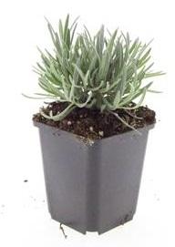 Lavandula int. 'Edelweiss' - ↕10-25cm - Ø9cm - 48x