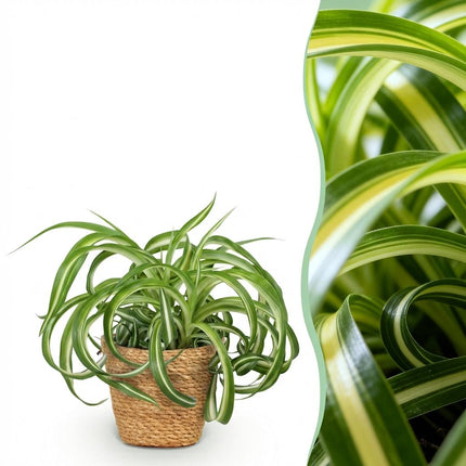 Chlorophytum comosum Bonnie - Krullende Graslelie - met Mand - ↕20cm - Ø12cm