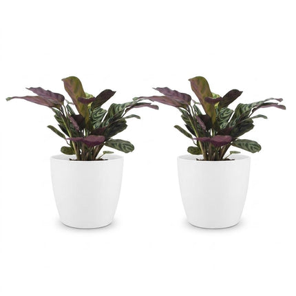 Ctenanthe Burle Marxii - Visgraatplant - 2x - met Potter Wit - Pot 12cm - Hoogte - 30cm